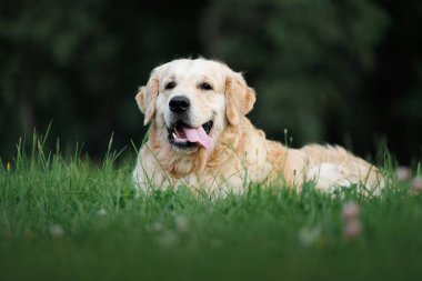 Mutlu Golden Retriever Köpeği Yazın çimenlerde uzanıyor