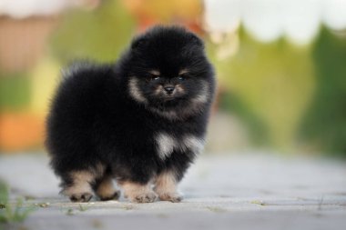 Şirin siyah ve esmer Pomeranya köpekleri yazın dışarıda dikiliyor.