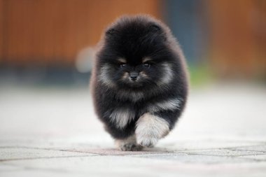 Tatlı Pomeranya köpeciği dışarıda yürüyor.