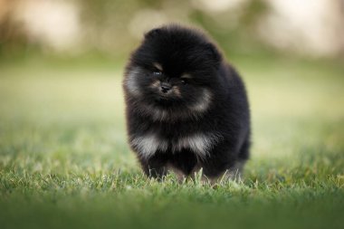 Tatlı Pomeranya köpeciği yazın çimlerin üzerinde duruyor.