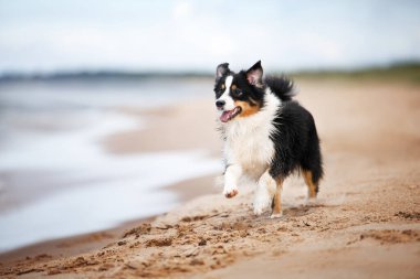 Minyatür Amerikan çoban köpeği sahilde koşuyor.