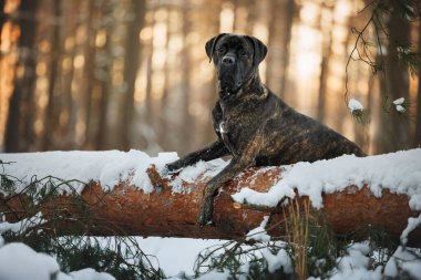 Kış ormanında düşen bir ağaçta poz veren baston corso köpeği.