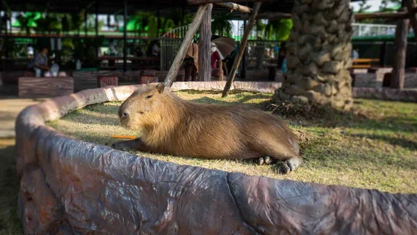Capybara อทางว ทยาศาสตร Hydrochoerus Hydrochaeris ยงล วยนมและส งคม กและผลไม นอาหาร — ภาพถ่ายสต็อก