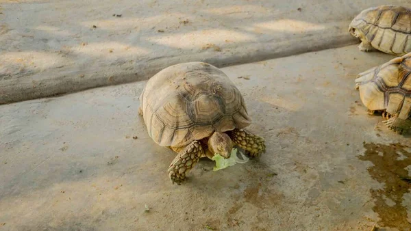 Asian giant turtle with hard shell eating food, vegetables isolated on sand ground in zoo park. Wildlife amphibians animal in nature.