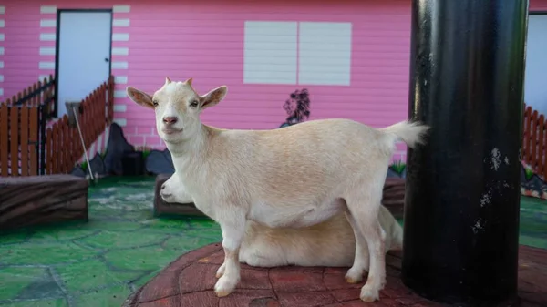 Niedliche Baby Boer Ziege Steht Auf Holztisch — Stockfoto
