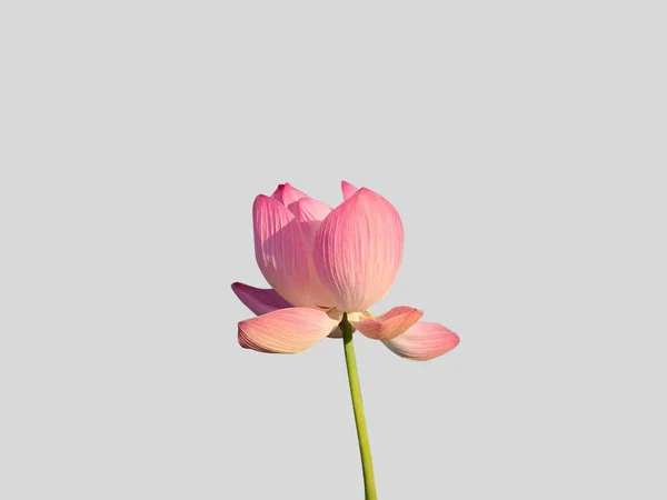 Ροζ Λωτού Είναι Ένα Όμορφο Διακοσμητικό Φυτό Μια Λίμνη Στο — Φωτογραφία Αρχείου