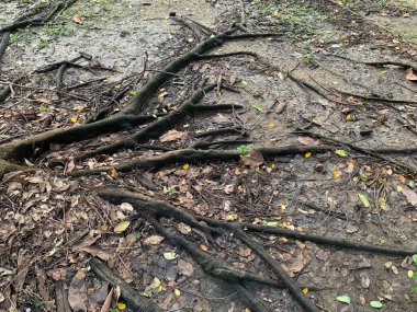 Bahçedeki ağaç köklerini tasarlayan doğanın güzelliği.,
