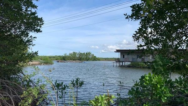 Mangrove Ormanı güzel doğa bereketli su açık gökyüzünde akıyor Samut Songkhram Tayland 'da güzel bir çevre