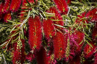 Şaşırtıcı derecede parlak Batı Avustralya yaban çiçeği şişe fırçası Dalyellup 'ta çiçek açan callisten çalısı Bunbury, Batı Avustralya ilkbaharda bal arılarını ve yerli kuşları tatlı nektara çeker ve renkli bir sokak çalısı yapar..