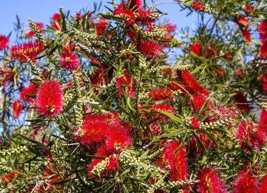 Şaşırtıcı derecede parlak Batı Avustralya yaban çiçeği şişe fırçası Dalyellup 'ta çiçek açan callisten çalısı Bunbury, Batı Avustralya ilkbaharda bal arılarını ve yerli kuşları tatlı nektara çeker ve renkli bir sokak çalısı yapar..