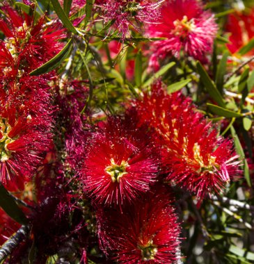 Şaşırtıcı derecede parlak Batı Avustralya yaban çiçeği şişe fırçası Dalyellup 'ta çiçek açan callisten çalısı Bunbury, Batı Avustralya ilkbaharda bal arılarını ve yerli kuşları tatlı nektara çeker ve renkli bir sokak çalısı yapar..