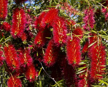 Şaşırtıcı derecede parlak Batı Avustralya yaban çiçeği şişe fırçası Dalyellup 'ta çiçek açan callisten çalısı Bunbury, Batı Avustralya ilkbaharda bal arılarını ve yerli kuşları tatlı nektara çeker ve renkli bir sokak çalısı yapar..