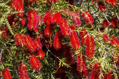 Şaşırtıcı derecede parlak Batı Avustralya yaban çiçeği şişe fırçası Dalyellup 'ta çiçek açan callisten çalısı Bunbury, Batı Avustralya ilkbaharda bal arılarını ve yerli kuşları tatlı nektara çeker ve renkli bir sokak çalısı yapar..