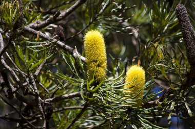 Batı Avustralya 'nın Dalyellup kentindeki Kalgulup Bölgesel Parkı' ndaki Tuart Ormanı 'nda yetişen proteasya cinsinin narin Banksia türü çiçekleri zengin nektara yerli kuş ve arıları çeker ve güzel bir manzaradır..