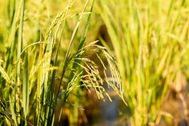 Çeltik tarlasının kulağına yakın plan pirinç tohumları..