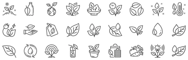 Minzblatt Wachsende Pflanzen Und Feuchtigkeitsthermometer Symbole Pflanzen Säumen Symbole Flasche — Stockvektor