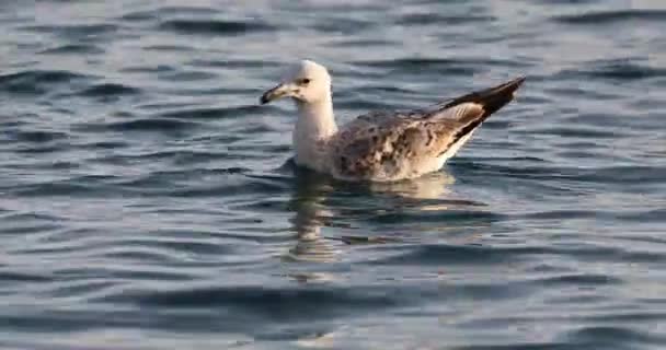 Seagull Drijvend Oppervlakte Van Zee — Stockvideo