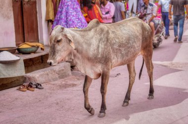 PUSHKAR, INDIA - MARCH 3 2018: Colorful scene of the holy cow walking on the street among people.