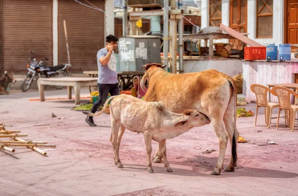 Pushkar India March 2018 Colorful Scene Holy Cow Nursing Her — Stock Photo, Image