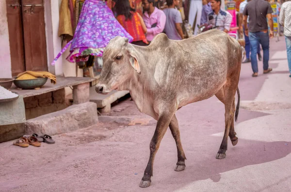 Colorful Scene Holy Cow Walking Street Pushkar India — Stock Photo, Image