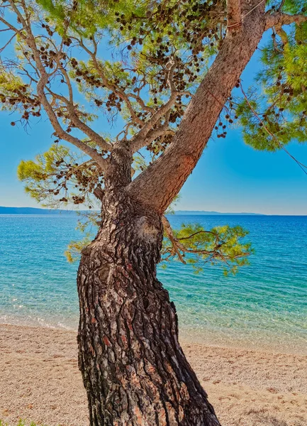Pine Tree Sunny Pebble Beach Tucepi Croatia — Stock Photo, Image