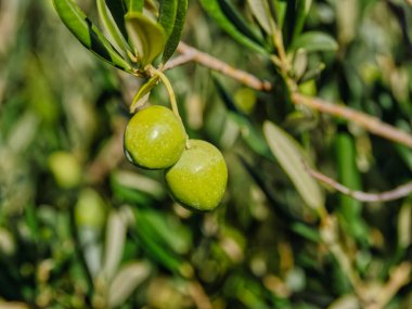 Two green olives on a branch of a tree on beautiful autumn sunny day.