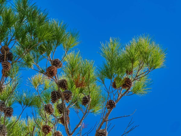 Pine tree canopy and blue sky in the background on Biokovo mountain Nature Park in Croatia.