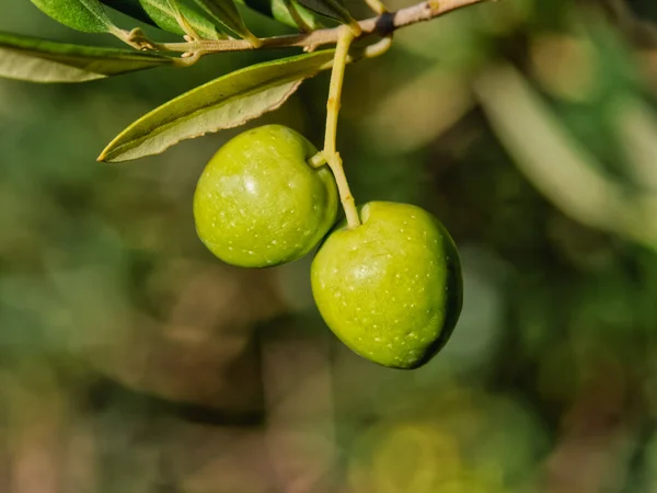 Two Green Olives Branch Tree Beautiful Autumn Sunny Day — Stockfoto