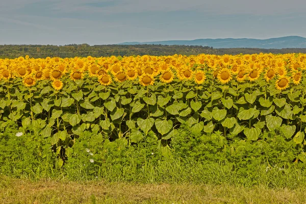 Соняшникове Поле Цвіті Позега Хорватія — стокове фото
