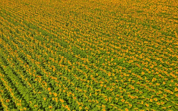 Luftaufnahme Des Sonnenblumenfeldes Voller Blüte Pozega Kroatien — Stockfoto