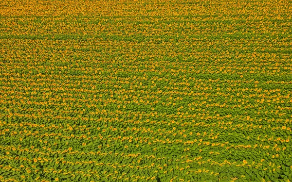 Luftaufnahme Des Sonnenblumenfeldes Voller Blüte Pozega Kroatien — Stockfoto