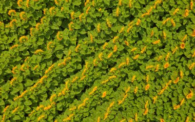 Pozega Hırvatistan 'da ayçiçeği tarlasının hava manzarası çiçek açtı.