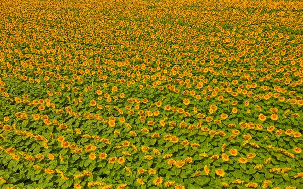 Aerial View Sunflower Field Bloom Pozega Croatia — Stock Photo, Image