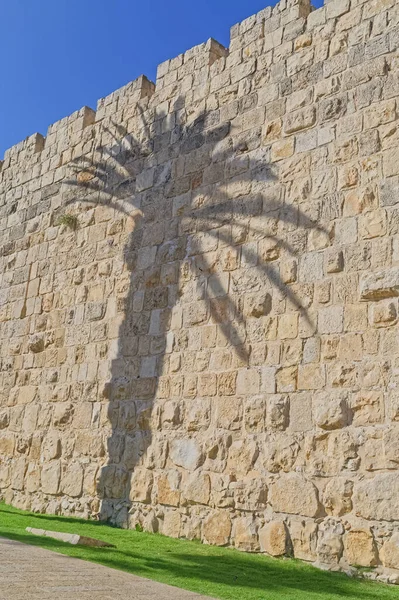 Muros Cidade Com Sombra Palmeira Jerusalém Israel — Fotografia de Stock