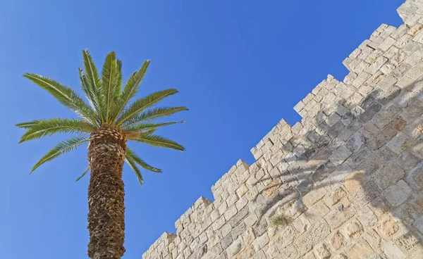 Mura Della Città Con Ombra Palma Gerusalemme Israele — Foto Stock