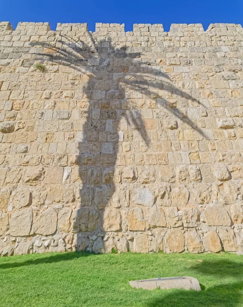 Kudüs Palmiye Ağacı Gölgeli Şehir Duvarları — Stok fotoğraf