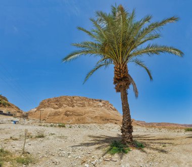 İsrail 'in güneyindeki Musevi çölünün Masada Ulusal Parkı' ndaki palmiye ağacı.