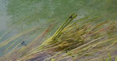 A vibrant blue damselfly captured mid-flight before returning to its perch on a riverside blade of grass in Bihac, BiH.
