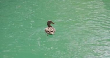 Captivating slow-motion close-up shot of a duck swimming on the surface of the river Una in Bihac, BiH.