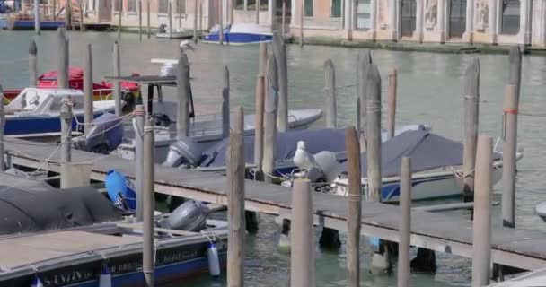 Venice Itálie Duben 2023 Dva Racci Střežící Malý Přístav Grand — Stock video