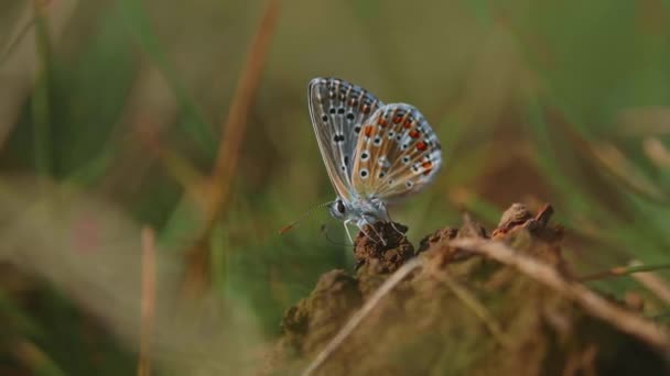 Motýl Glaucopsyche Alexis Odpočívá Zemi Rajcice Antické Poloze Nedaleko Split — Stock video