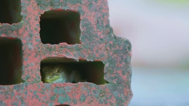クロアチアのダルマチアの粘土レンガの細部の穴から覗くラッテルアジリトカゲ — ストック動画