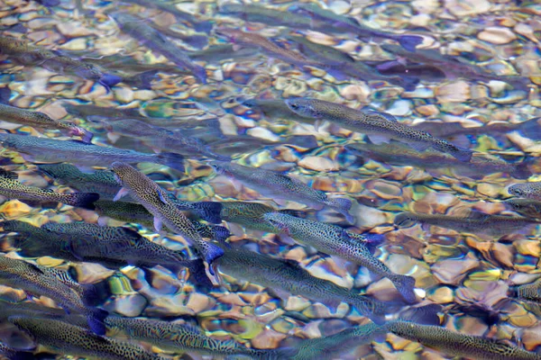在一个养鱼场的浅水石池中 近距离观察鳟鱼繁盛的景象 凸显了生态友好型水产养殖技术 — 图库照片