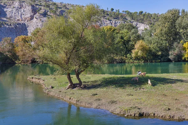 在阿尔巴尼亚斯卡达尔布纳河上的一个小岛上 当山羊在一棵树下平静地吃草时 一个平静的时刻被捕捉到 — 图库照片