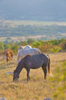 Kahverengi ve beyaz vahşi atlar şafak vakti Goranci dağlarının sakin ortamında otluyor ve arka planda gün doğumu var..