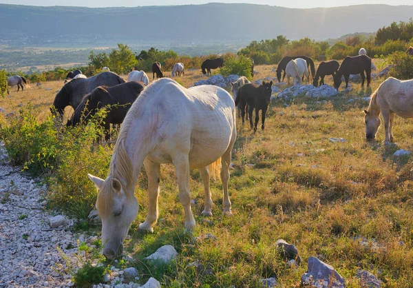 Wilde Braune Und Weiße Pferde Grasen Morgengrauen Inmitten Der Typischen — Stockfoto