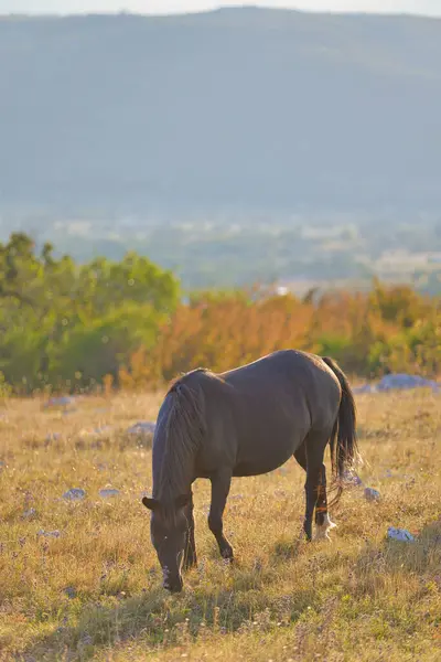 Ein Wildes Braunes Pferd Grast Morgengrauen Inmitten Sporadischer Bäume Und — Stockfoto