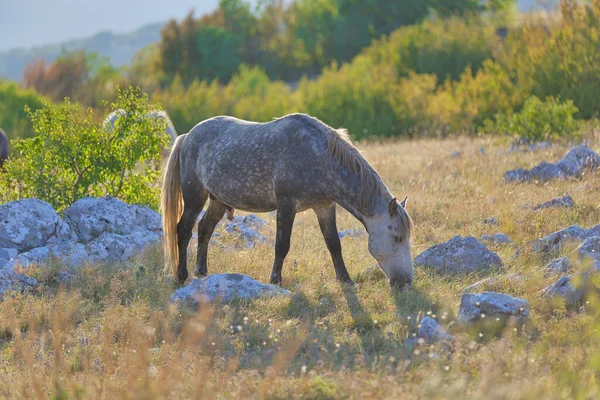 Grey Wild Horse Grazes Dawn Amidst Occasional Tree Maquis Characteristic — Stock Photo, Image