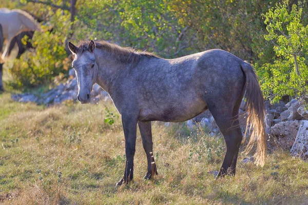 Een Grijs Wild Paard Staart Vroeg Ochtend Naar Camera Terwijl — Stockfoto
