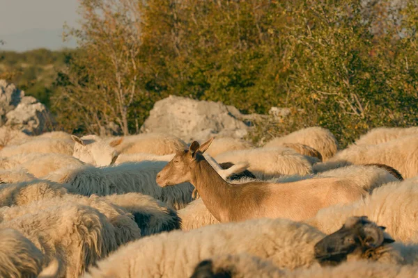 Eine Nahaufnahme Einer Schafherde Mit Einer Einzigen Aufmerksamen Ziege Inmitten — Stockfoto